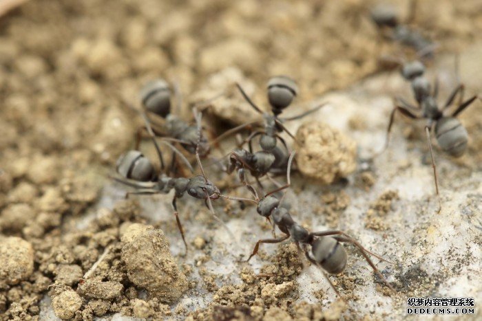 ants_group_work_insects-1112025.jpg!d.jpg